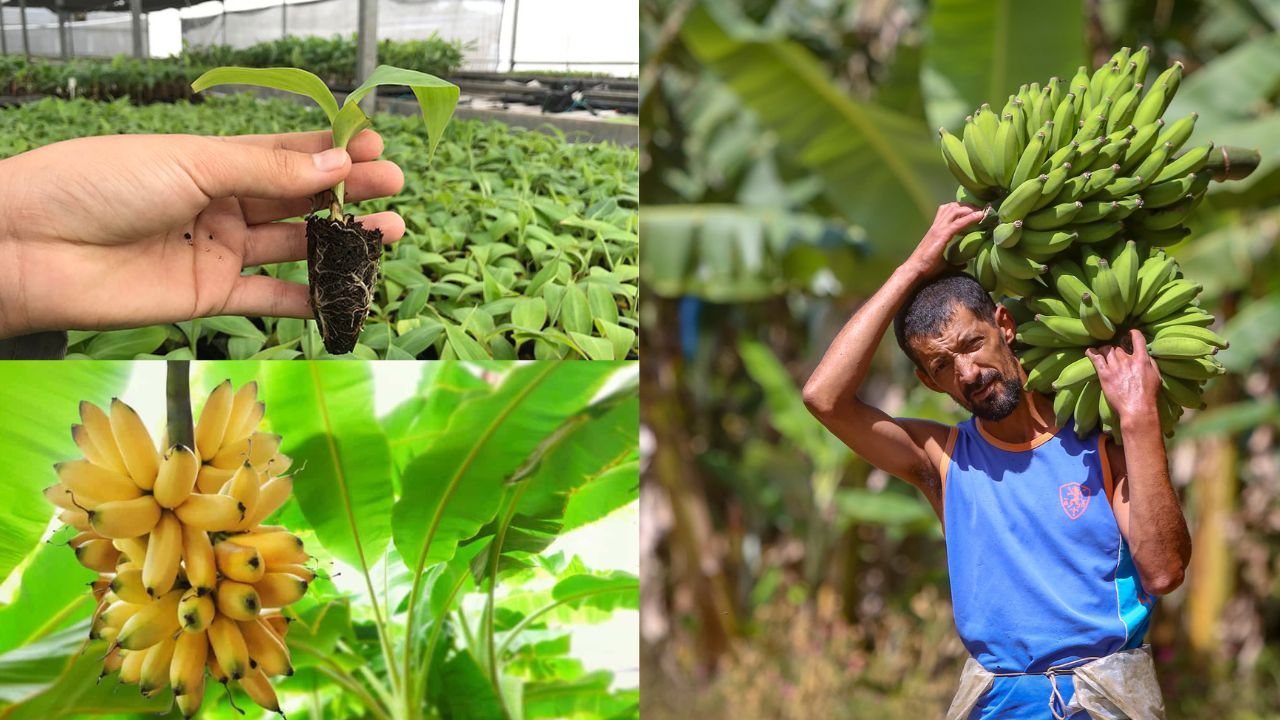 Como Plantar Muda de Banana