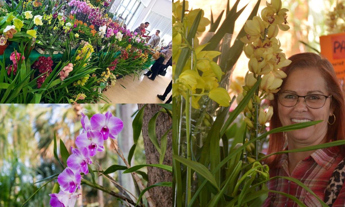 Como Plantar Muda de Orquídea
