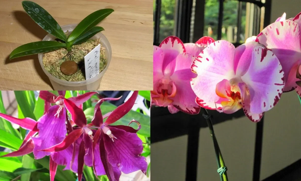Como Plantar Orquídea em Vaso