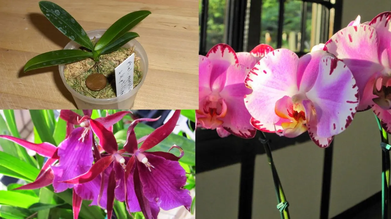 Como Plantar Orquídea em Vaso