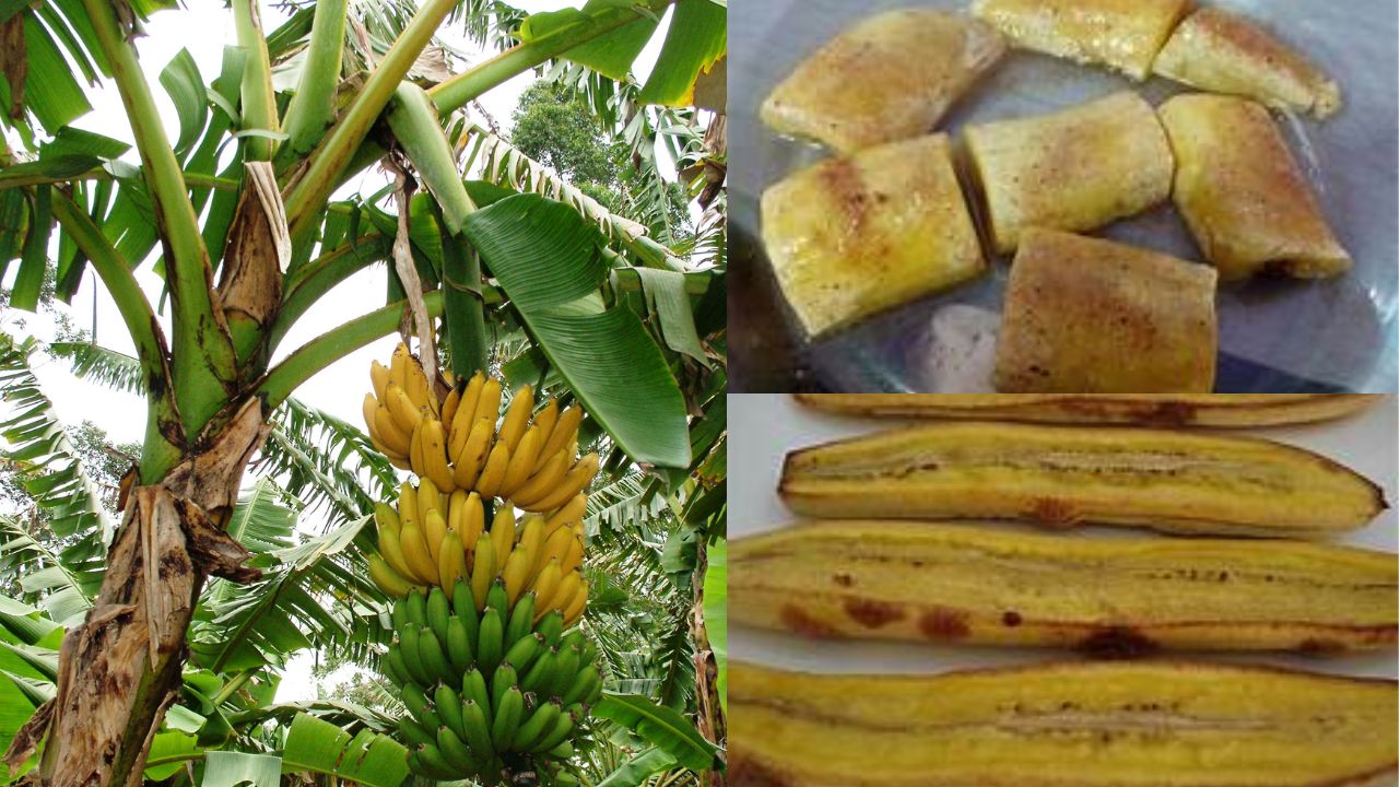 Como Plantar Banana da Terra