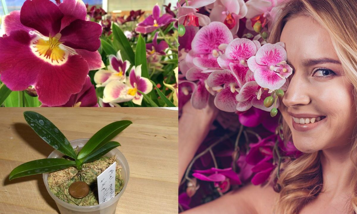 Como cultivar orquídeas em vasos