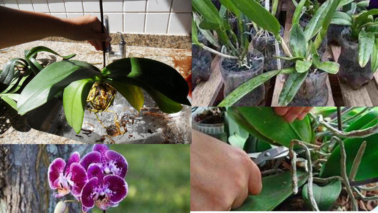 Como cultivar orquídeas