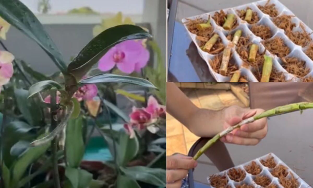 Como fazer muda de orquídea
