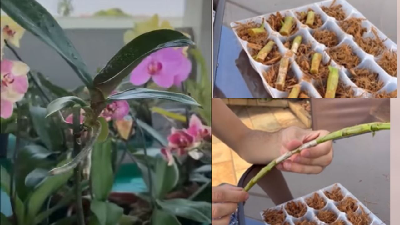 Como fazer muda de orquídea