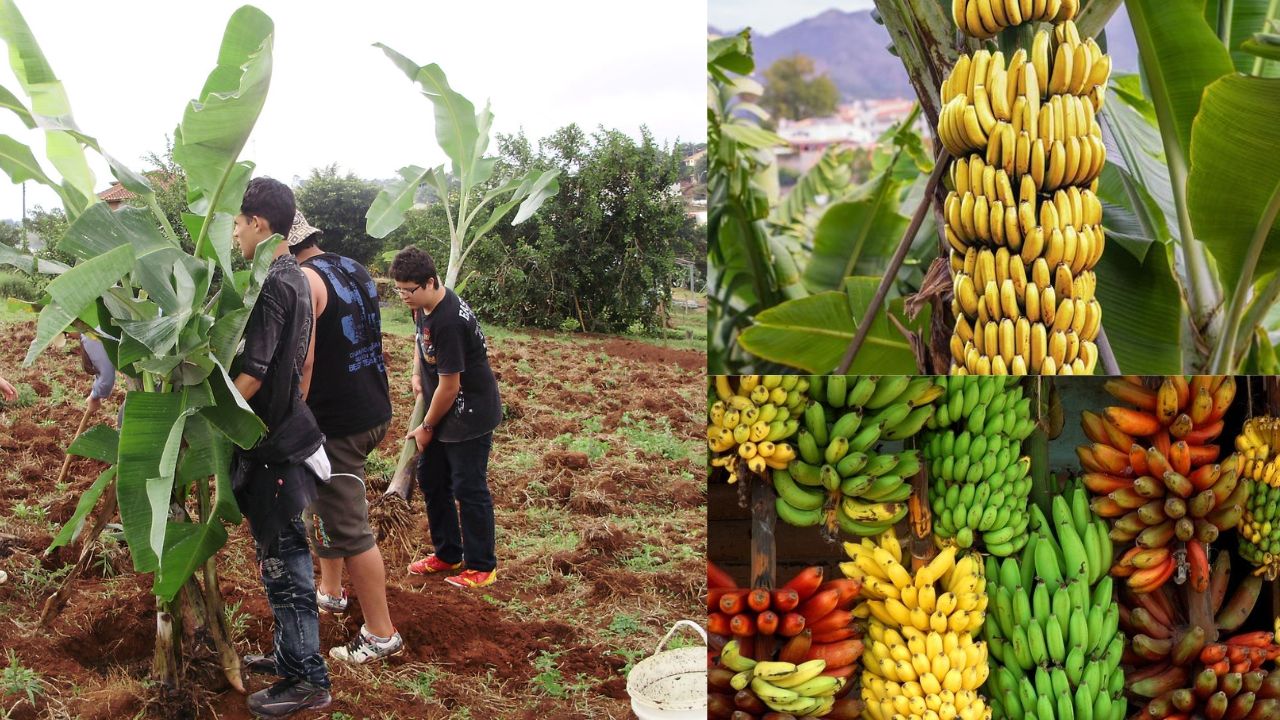 Como plantar bananas