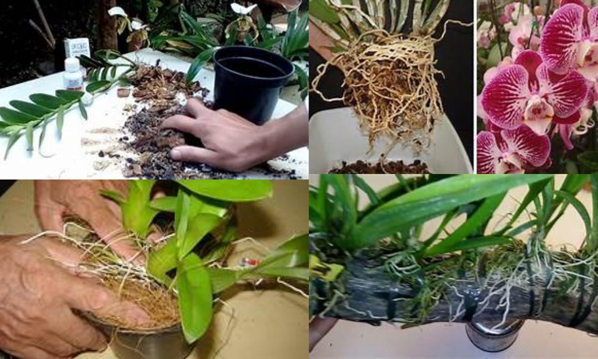 Como plantar uma orquídea-vidrosetelas