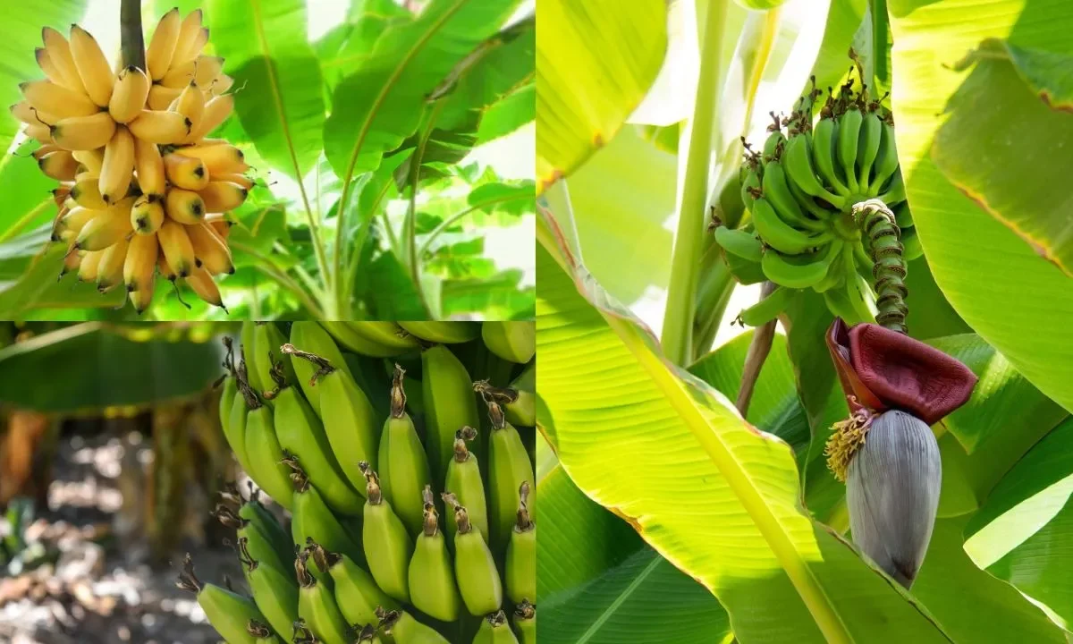 Como se Planta Banana
