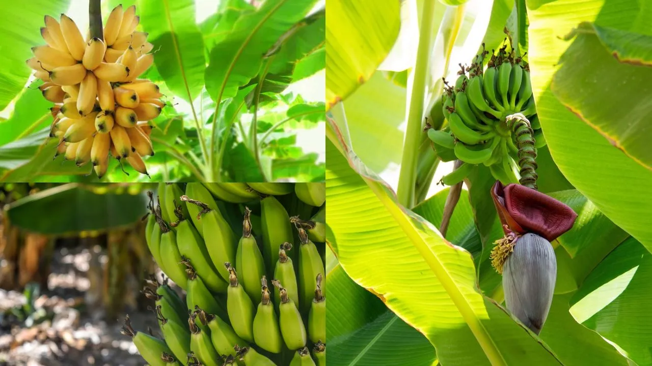 Como se Planta Banana