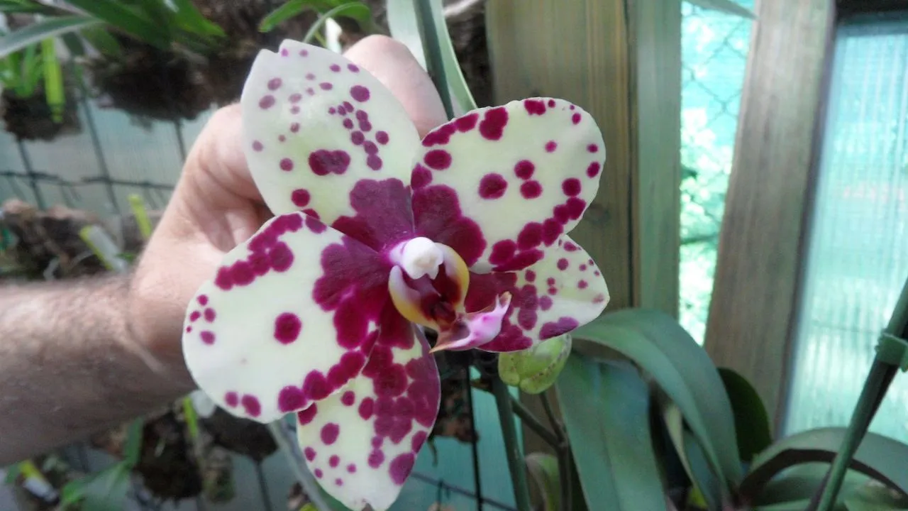 Cuidados Essenciais para o Cultivo de Orquídeas