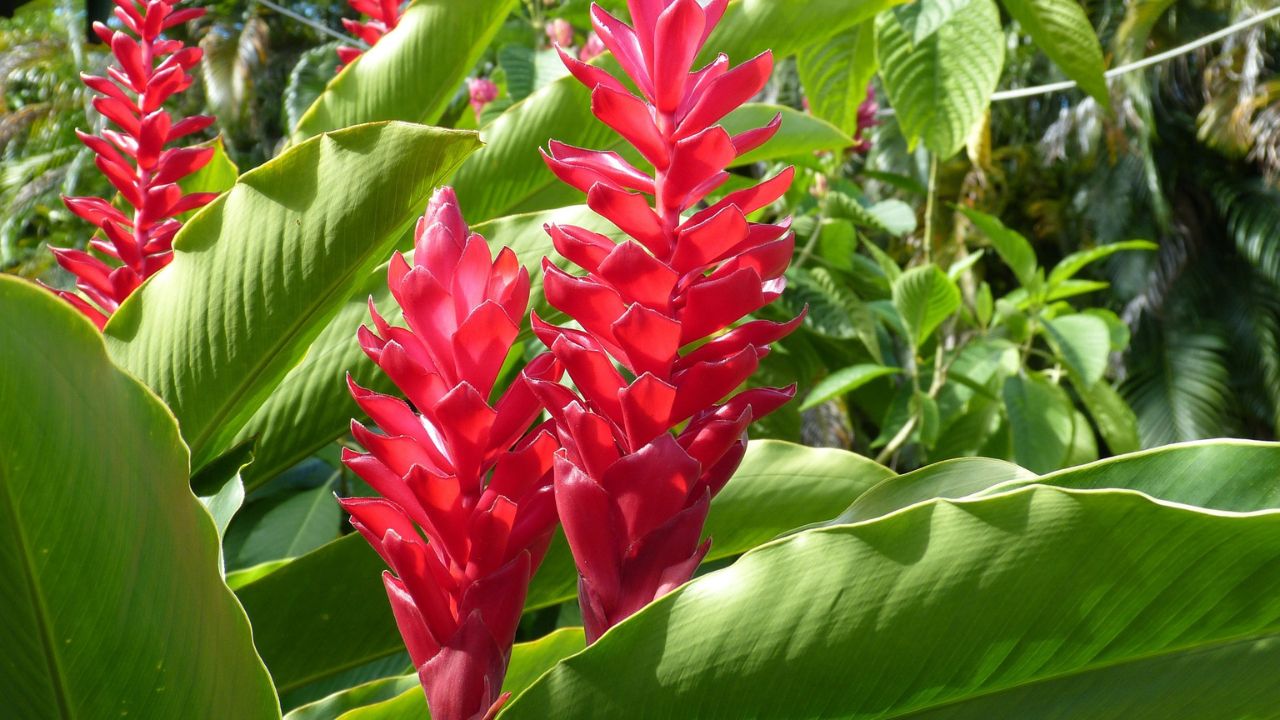 Flores Tropicais e Suas Cores Vibrantes