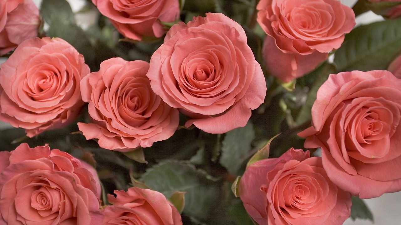 Melhores Rosas para Venda no Mercado de Flores