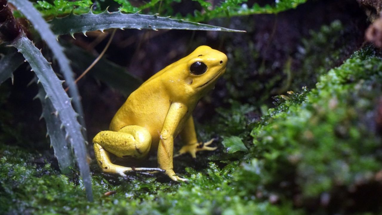 Animais Mais Venenosos do Planeta