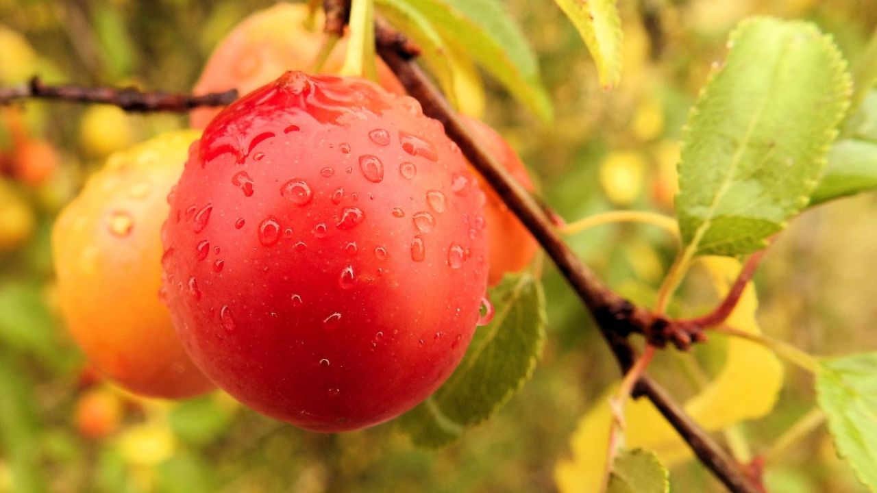 Benefícios de Colher Frutas Maduras