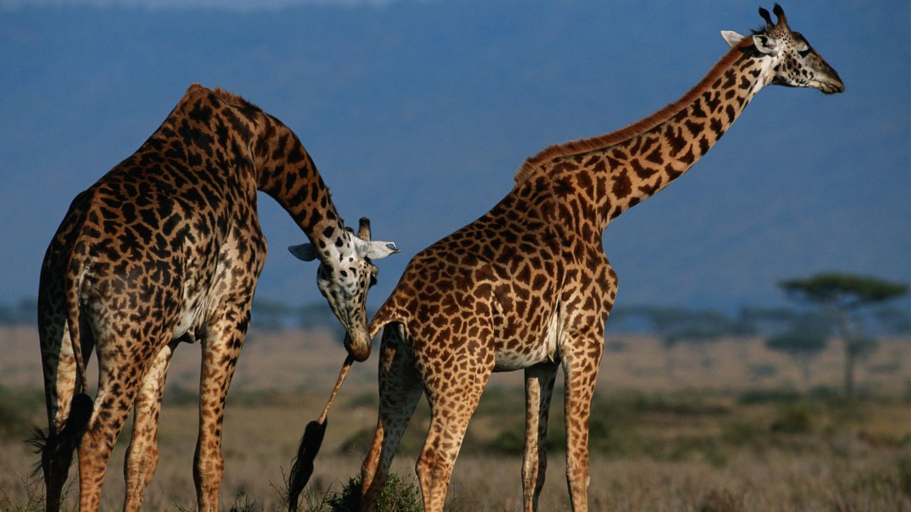 Por que as girafas têm pescoços tão longos