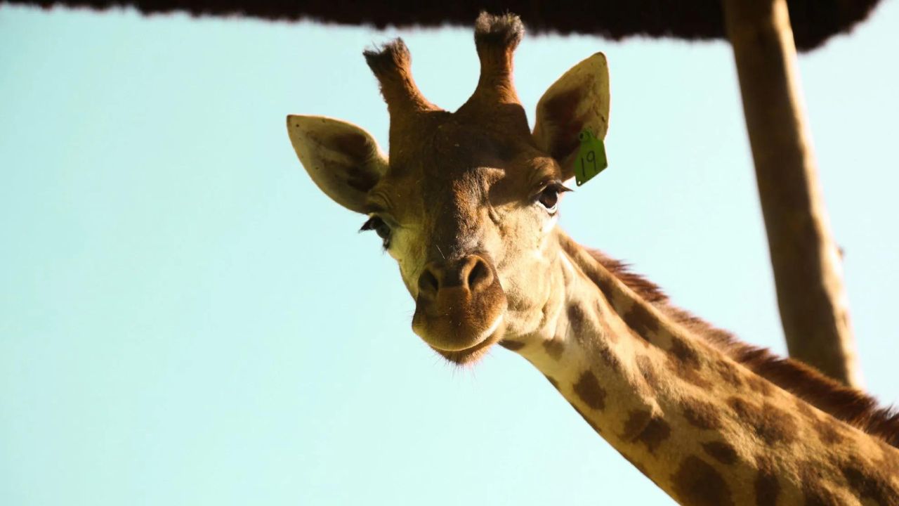 Por que as girafas têm pescoços tão longos