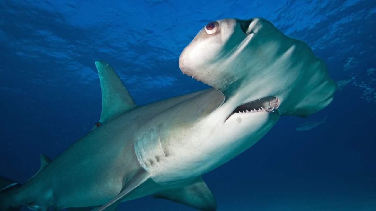 Tubarão Martelo