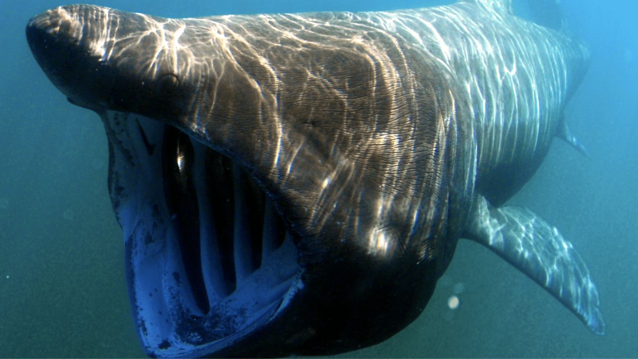 Tubarão-elefante