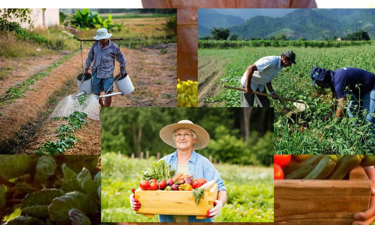 O Papel Vital do Agricultor na Garantia da Segurança Alimentar
