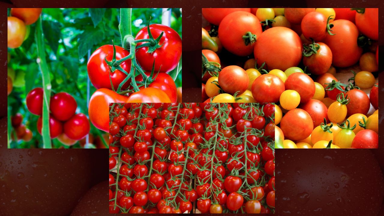 Benefícios do Consumo de Tomate