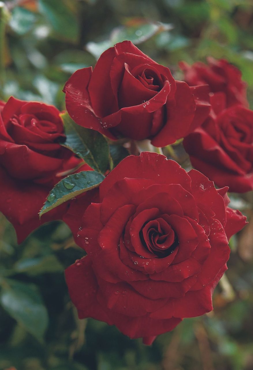 Cuidados Essenciais para Cultivar Rosas Deslumbrantes