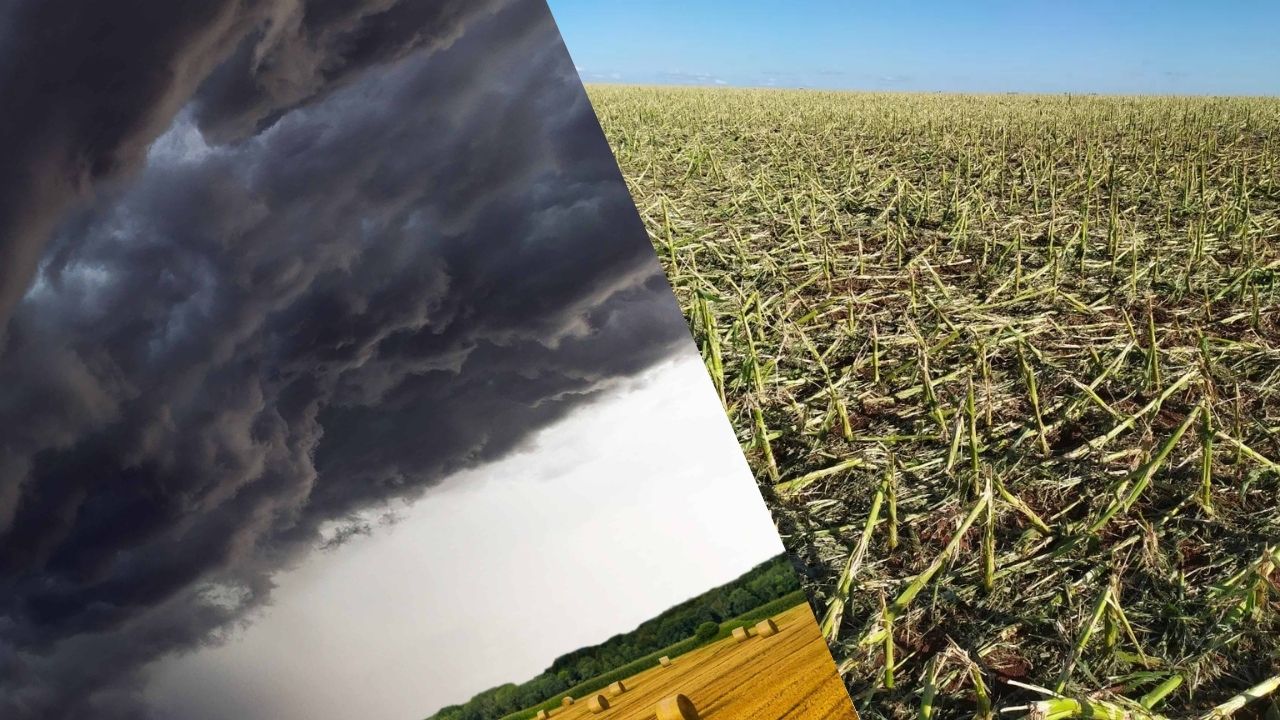 Cuidados nas Plantações contra Tempestades