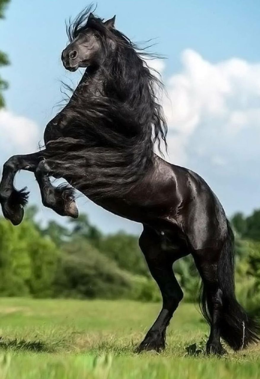 Boas Práticas com Seu Cavalo