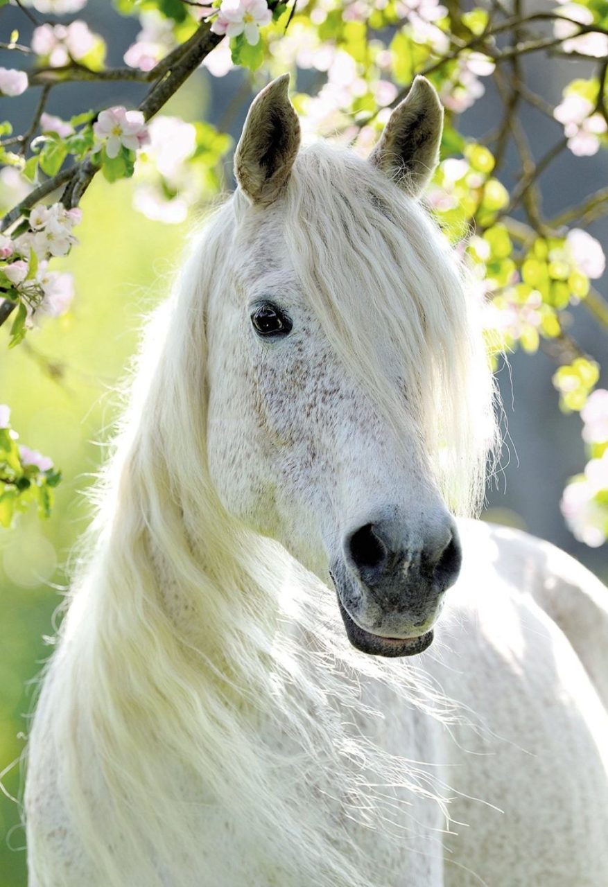 Boas Práticas com Seu Cavalo