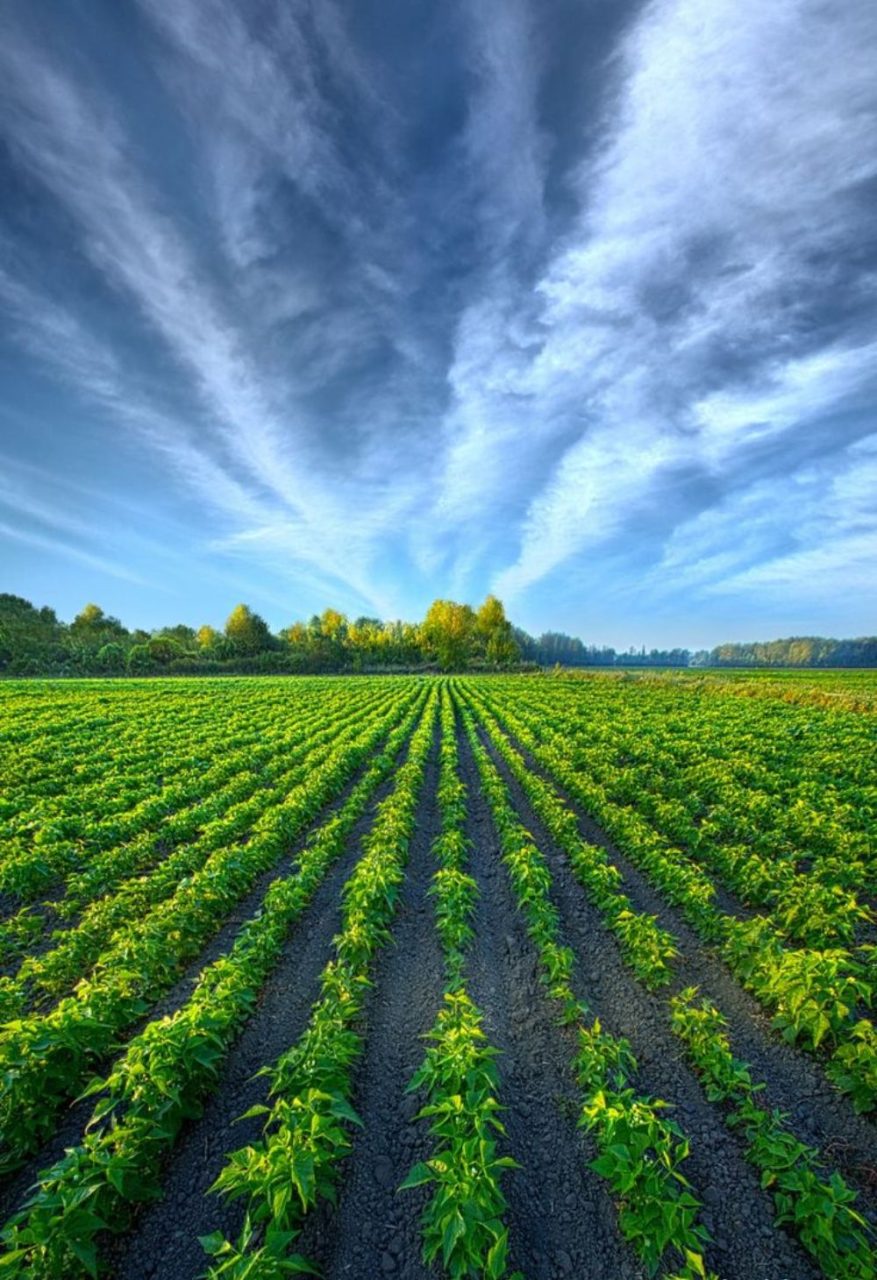 Produção Agropecuária no Brasil