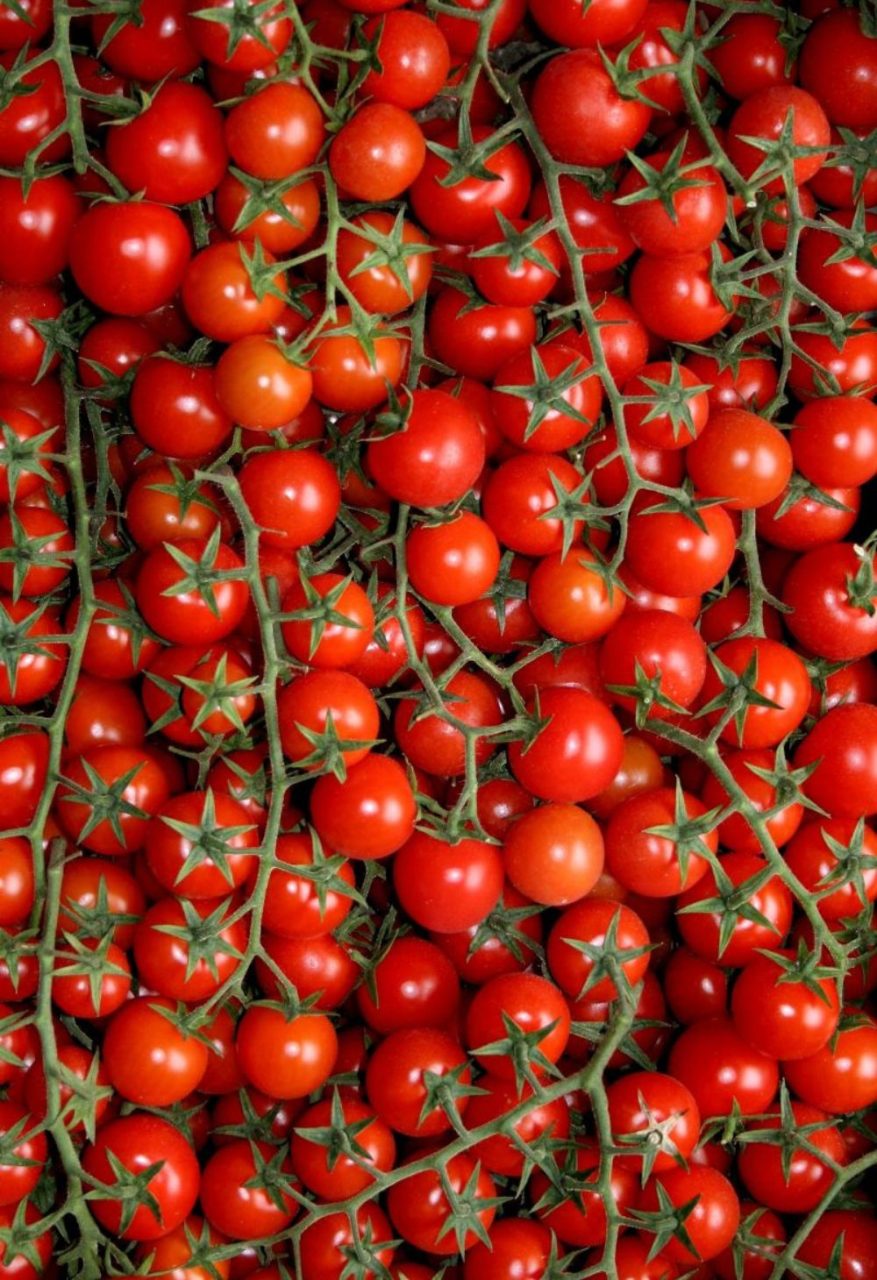 Produção de Tomate no Brasil