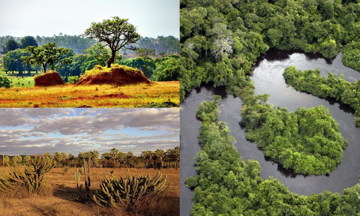 Desafios para Proteger os Biomas Brasileiros