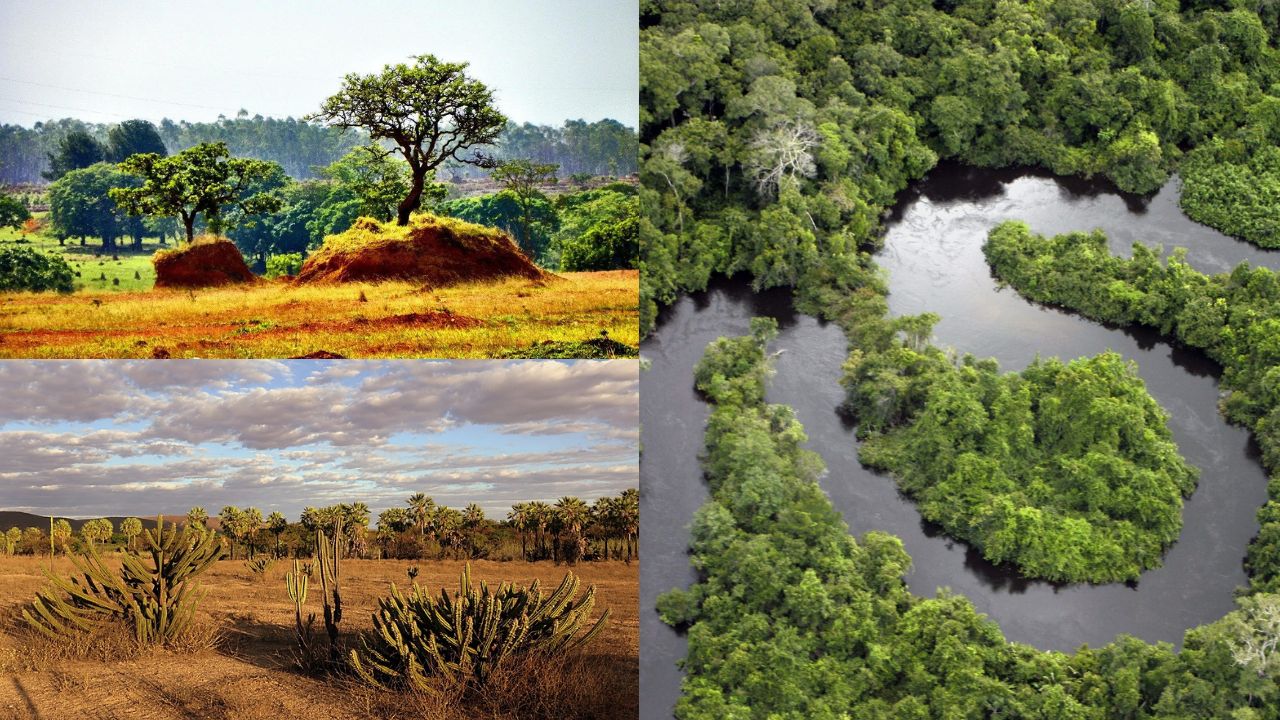 Desafios para Proteger os Biomas Brasileiros