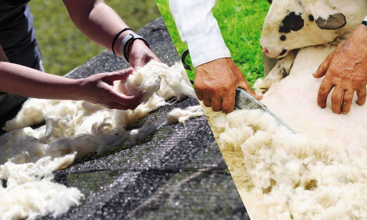 Produção de Lã Ovina