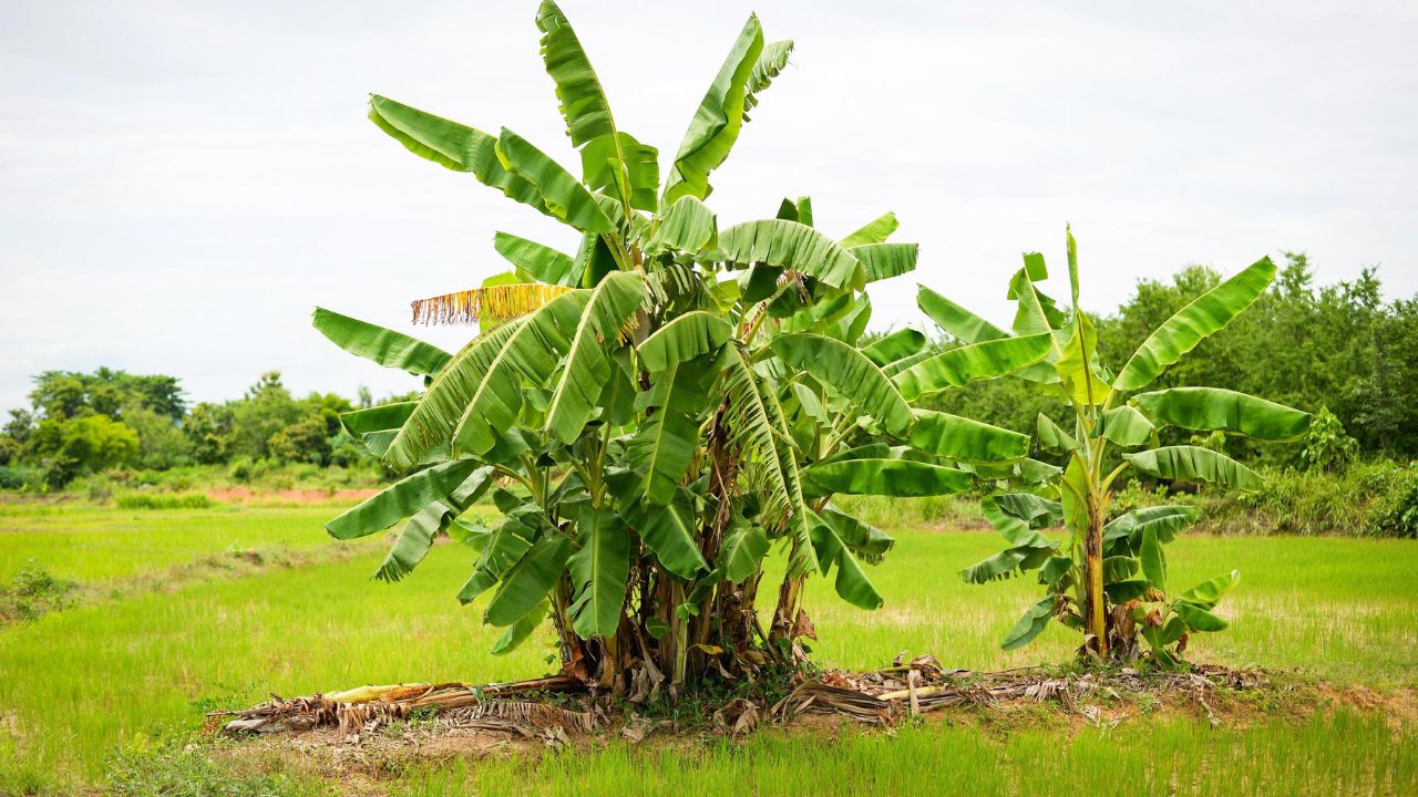 Bananeira