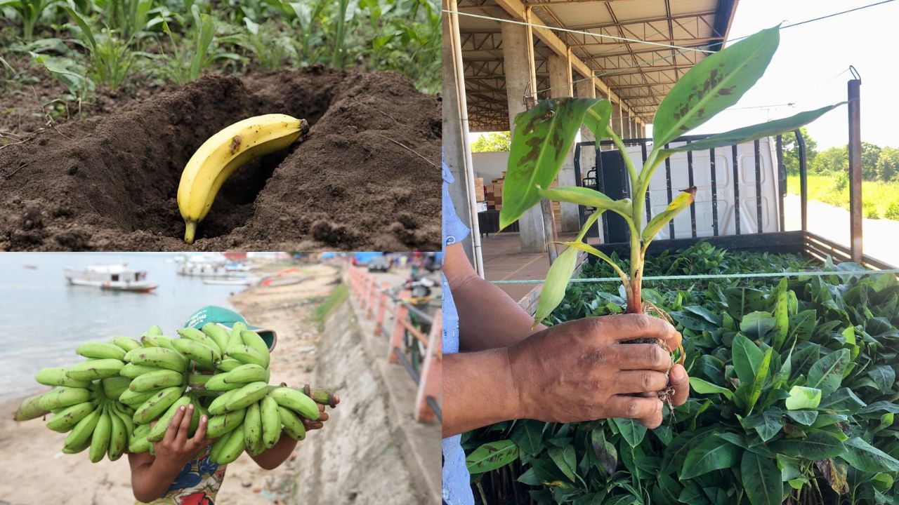 Como Plantar Banana Pela Fruta